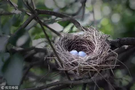 受孕h 有鳥在家築巢